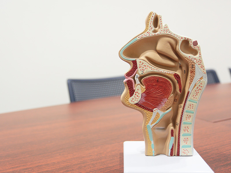 口腔機能の維持や回復をサポート